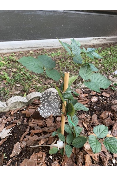 Ежевика Виктория подвязывание молодого саженца